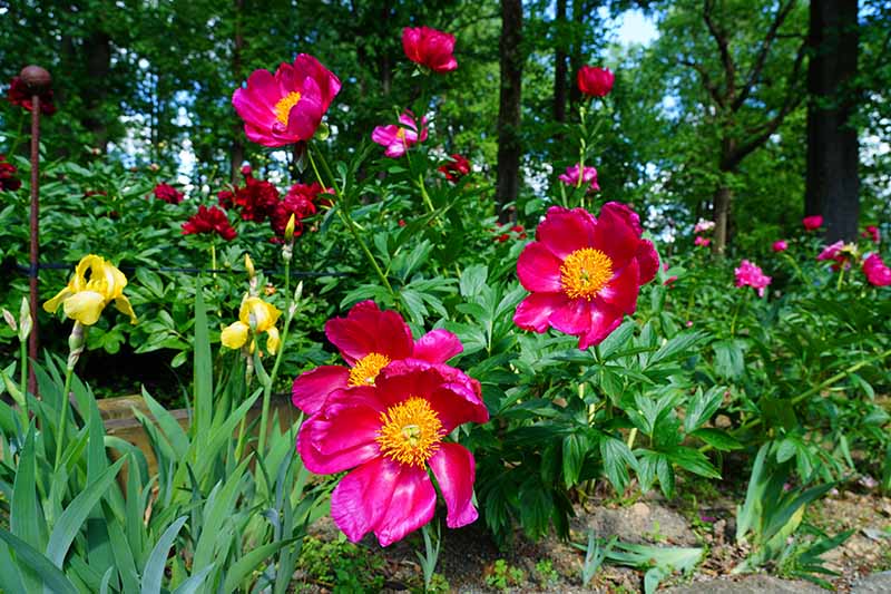 A horizontal image of a woodland setting with bright pink and yellow flowers growing under tall trees.
