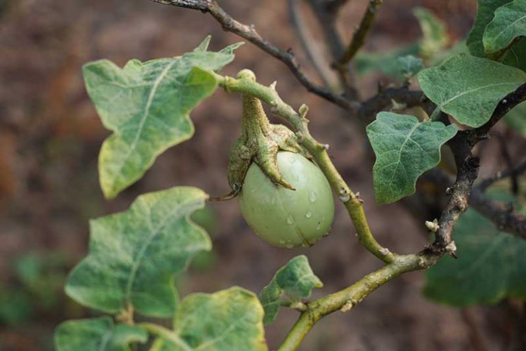 Eggplant Spacing How Far Apart to Plant Gardener’s Path