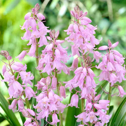 Close up of the Spanish Bluebell cultivar 'Dainty Maid Pink' in full bloom.