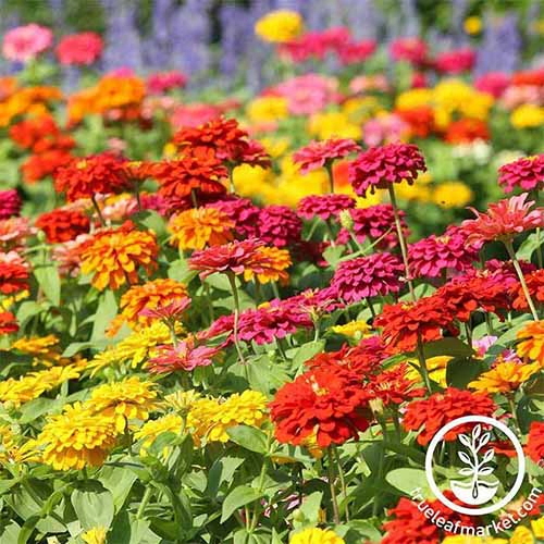 A close up square image of a swath of 'State Fair' zinnia flowers growing in the garden pictured in bright sunshine. To the bottom right of the frame is a white circular logo with text.