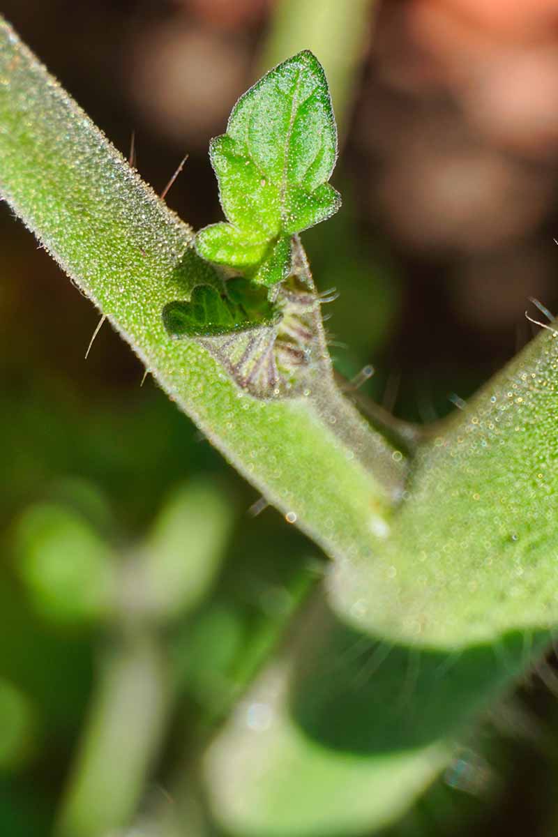 A close up vertical image of a small sucker developing on a plant pictured on a soft focus background.
