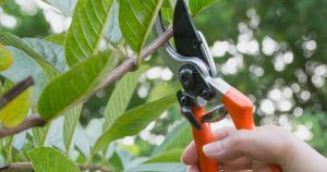A human hand holds a set of clippers while trimming a shrub.