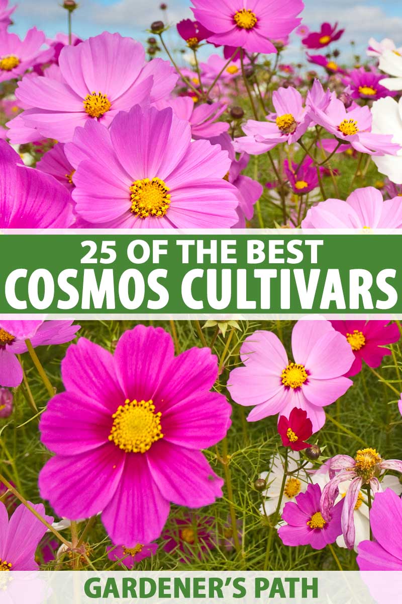 A close up vertical image of bright pink cosmos flowers growing in the summer garden. To the center and bottom of the frame is green and white printed text.