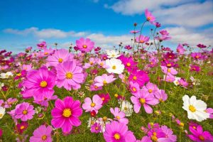 25 of the Best Cosmos Flower Cultivars for Your Yard