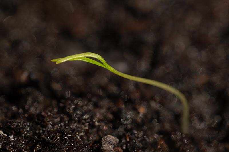 A close up horizontal image of a seedling pushing through the soil.