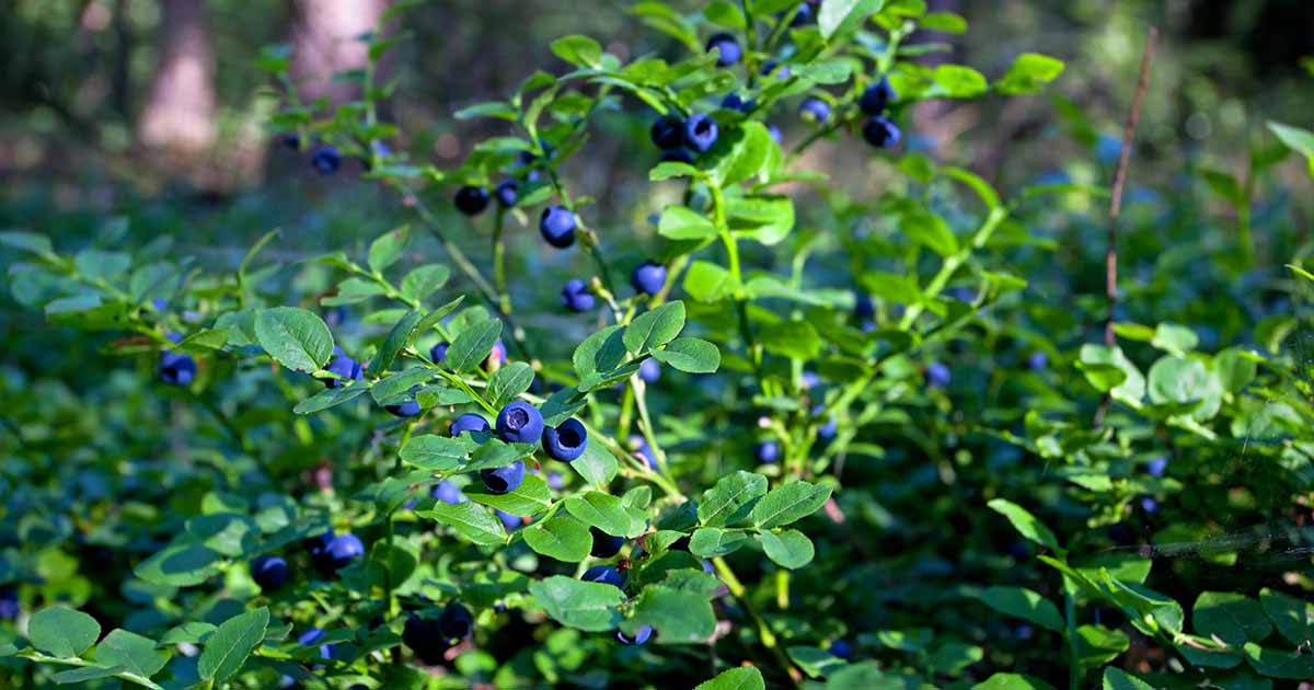 Image of Lowbush Blueberry companion plant for huckleberry
