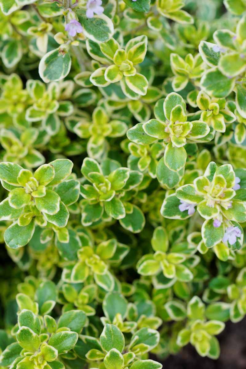 A close up vertical image of lemon thyme growing in the garden with variegated foliage and small pink flowers.