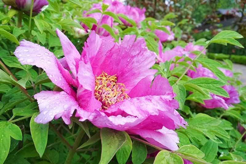 A close up horizontal image of a bright pink tree peony flower growing in the garden.