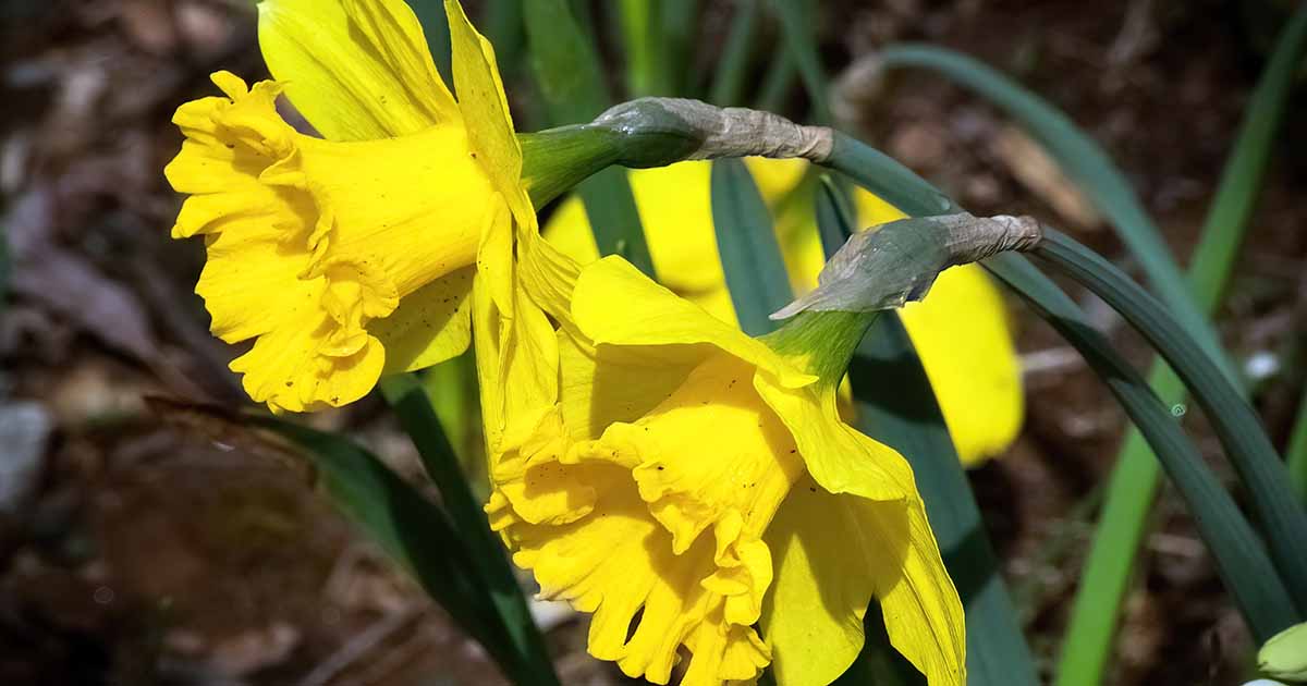 What Month Do Daffodils Bloom? 