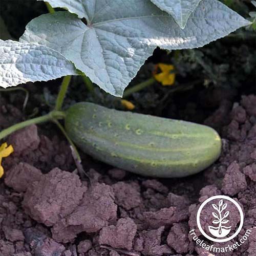 A close up square image of a 'Wisconsin SMR' cucumber growing in the garden with soil in the background. To the bottom right of the frame is a white circular logo with text.