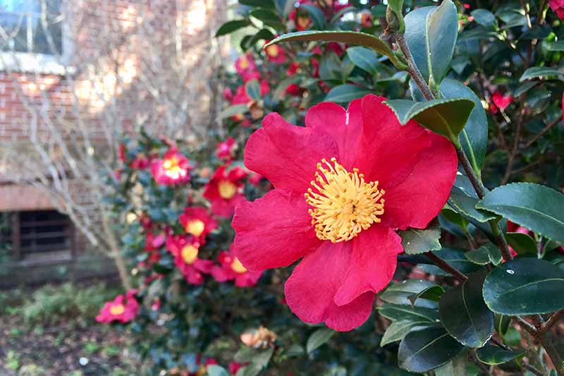 A horizontal image of bright red 'Yuletide' flowers growing in the garden with a brick home in the background.