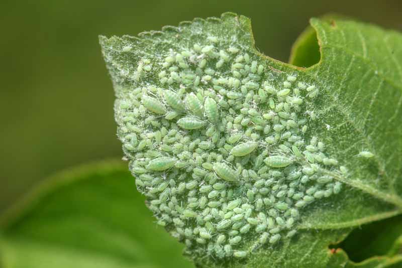 A close up of the underside of a leaf infested with aphids.