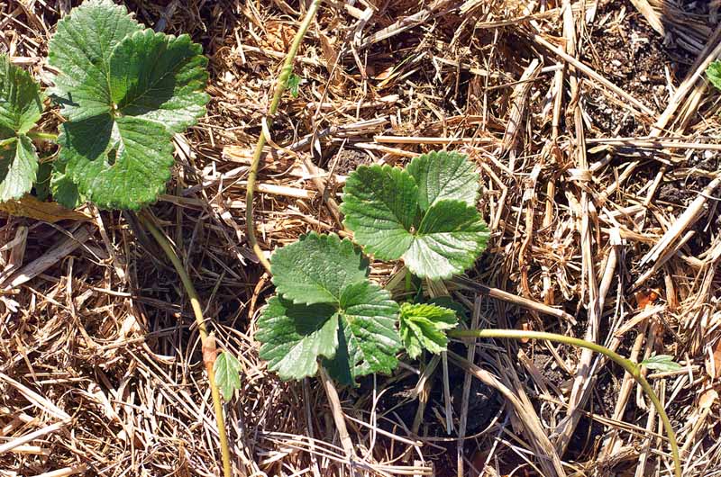 A close up top down picture of strawberry plants surrounded by a layer of straw mulch.