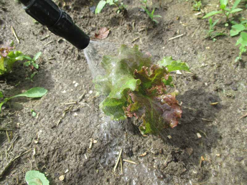A close up of a small lettuce plant being sprayed with foliar fertilizer.