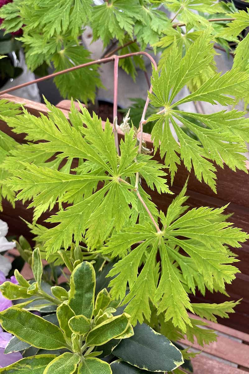 A close up vertical image of the lobed foliage of Acer palmatum growing in a container.