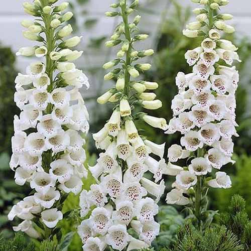 A close up square image of Digitalis 'Alba' growing in the garden.