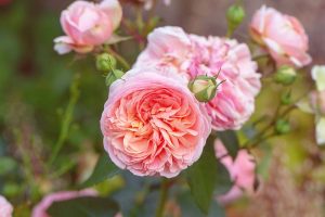 A close up horizontal image of David Austin English roses Growing in the garden.