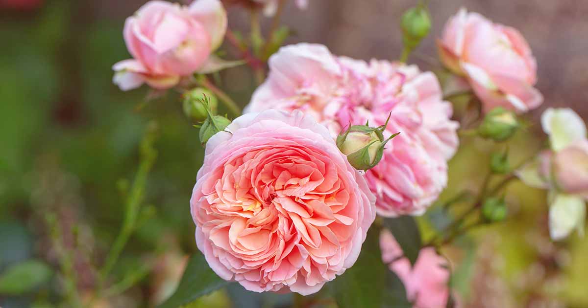 Image of David Austin English Rose bush