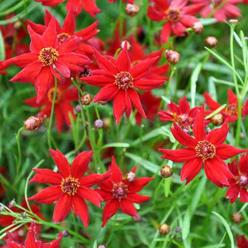 A close up square image of red 'Amulet' flowers growing in the garden with foliage in soft focus in the background.
