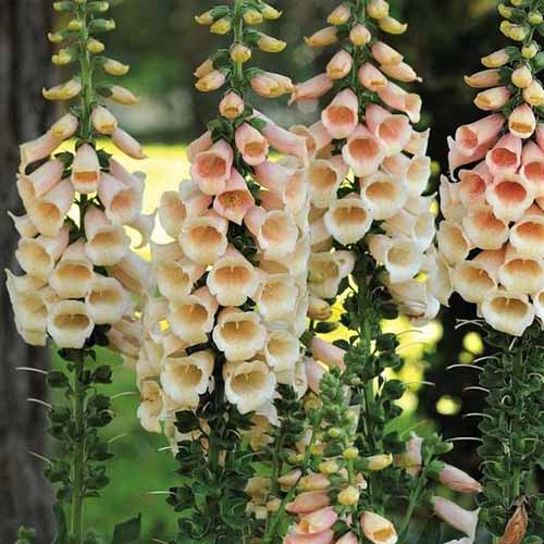 A close up square image of Digitalis 'Apricot Beauty' growing in the garden.
