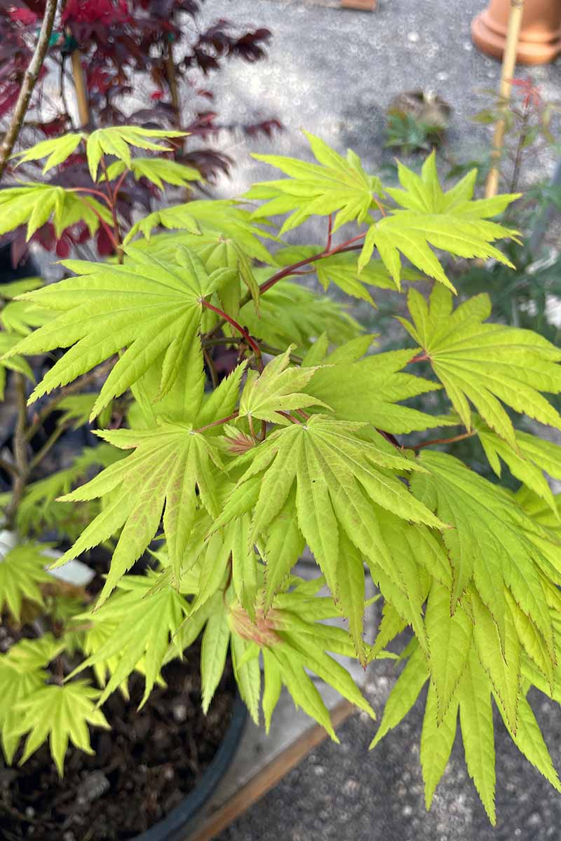 A close up vertical image of the bright green foliage of Acer palmatum 'Autumn Moon' growing in a container.