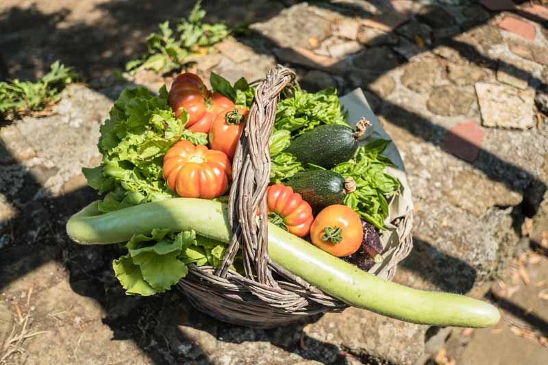 A close up horizontal image of a wicker basket with a variety of freshly harvested garden vegetables set on a stone surface pictured in bright filtered sunshine.