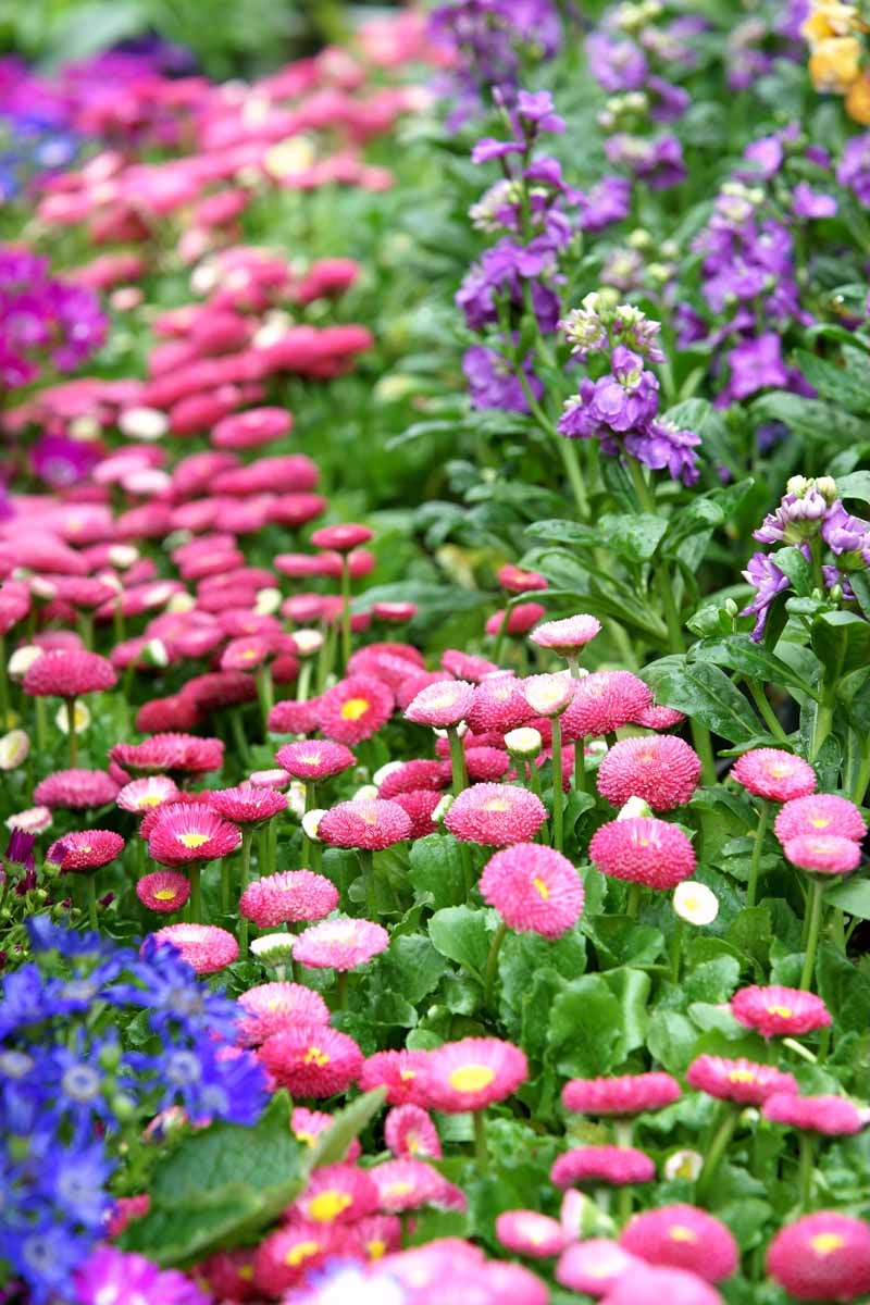 A close up vertical image of bright pink English daisies growing in a flower bed.