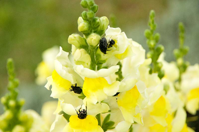 A close up horizontal image of a yellow snapdragon flower with beetles pictured on a soft focus background.