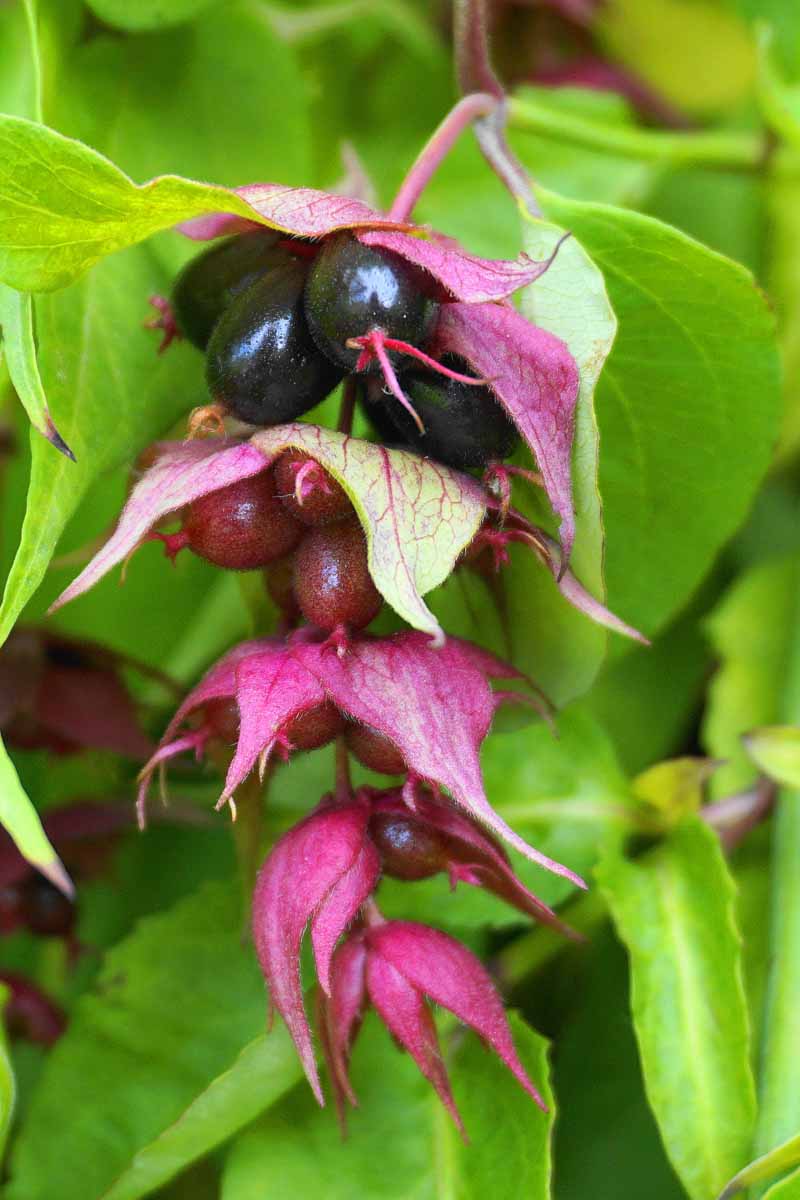 A close up vertical image of dark purple berries of Leycesteria formosa with foliage in soft focus in the background.