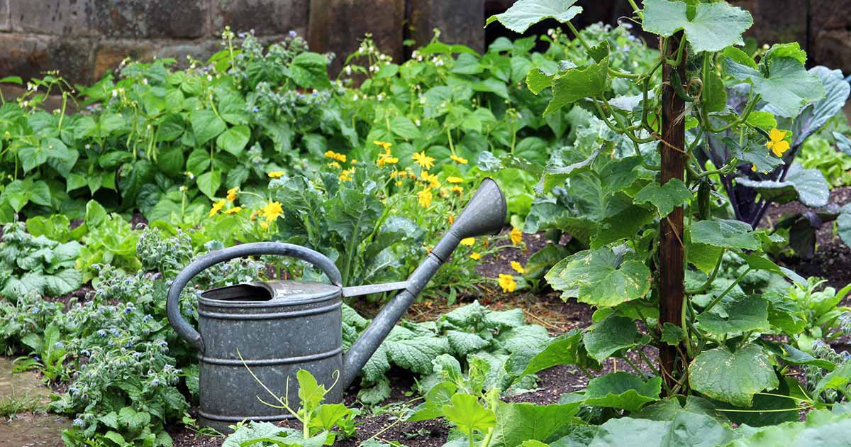 Companion Planting With Cucumbers: Beneficial Pairing