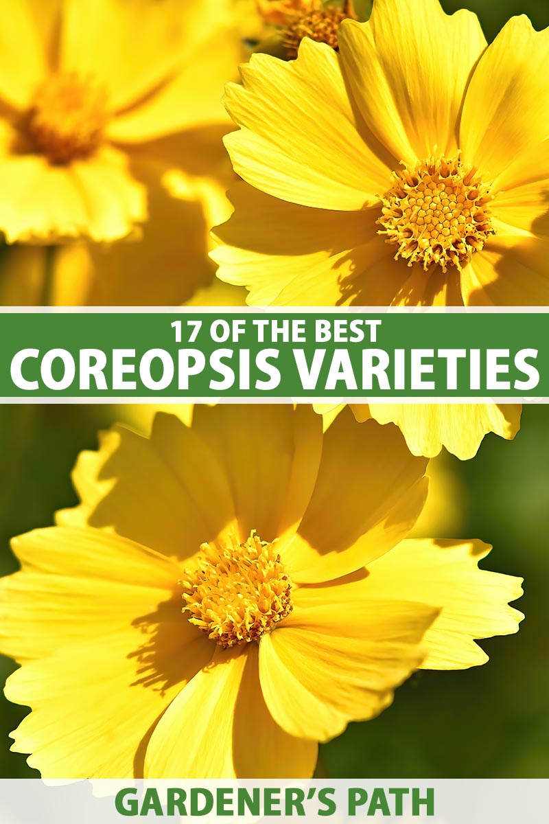 A close up vertical image of bright yellow coreopsis flowers pictured in bright sunshine on a soft focus background. To the center and bottom of the frame is green and white printed text.