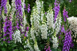 A close up horizontal image of purple and white foxglove flowers growing in the garden pictured on a soft focus background.