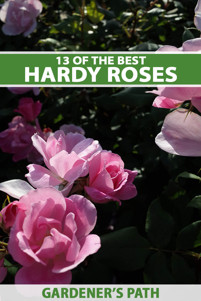 A close up vertical image of light pink hardy roses growing in the garden pictured on a soft focus background. To the top and bottom of the frame is green and white printed text.