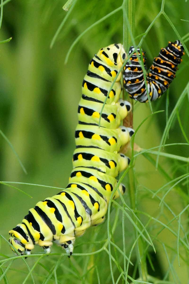 A close up vertical image of a black swallowtail caterpillar crawling on the branch of a plant pictured on a soft focus background.