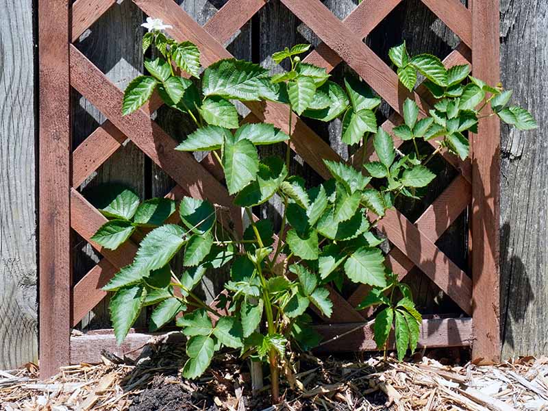 Hình ảnh cận cảnh ngang của một cây bụi blackberry mới trồng gần đây đã được huấn luyện để phát triển trên sân thượng bằng gỗ được vẽ dưới ánh nắng nhẹ.