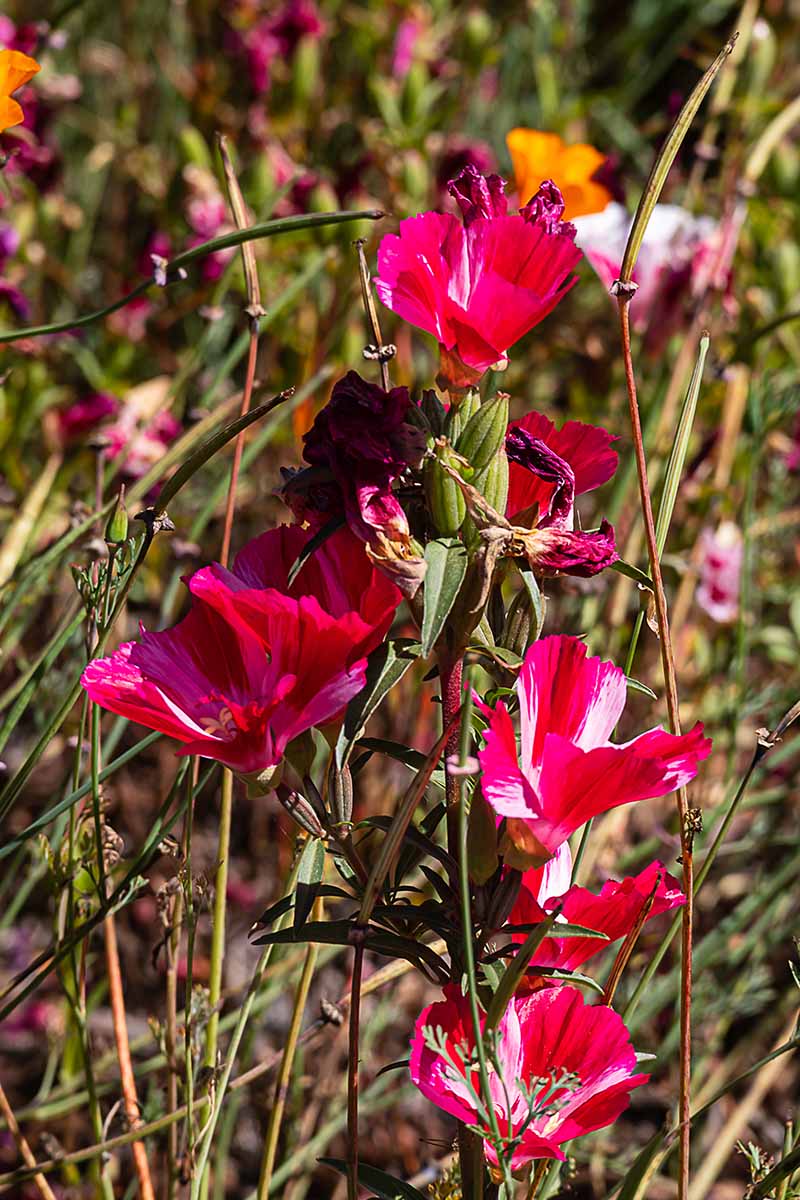 A close up vertical image of bright red and white bicolored satin flowers ( Clarkia amoena) growing in a wildflower meadow.