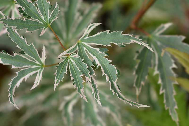 A close up horizontal image of the variegated foliage of Acer palmatum 'Yama Nishiki' pictured on a soft focus background.