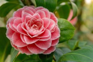 Close up of a pink camellia blossom.