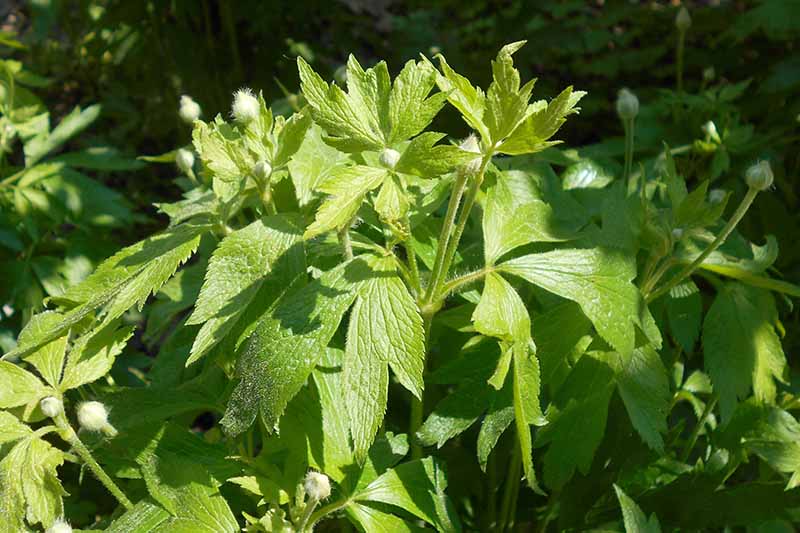 A close up horizontal image of the foliage of candle anemone aka long-fruited thimbleweed growing in the garden pictured in light sunshine.