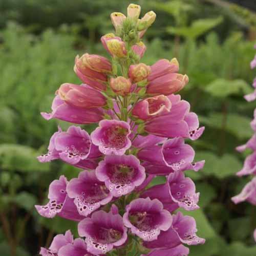 A close up square image of Digitalis 'Candy Mountain' growing in the garden.