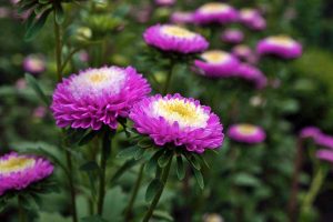 How to Grow and Care for Aster Flowers | Gardener’s Path