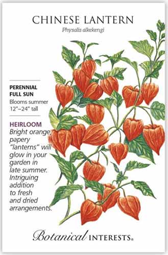 Chinese Lanterns 'Physalis' Seeds by Johnsons Approx 150 Seeds Per Pack 