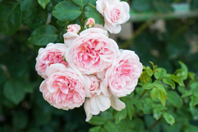 13 of the Best Hardy Roses to Grow at Home | Gardener’s Path
