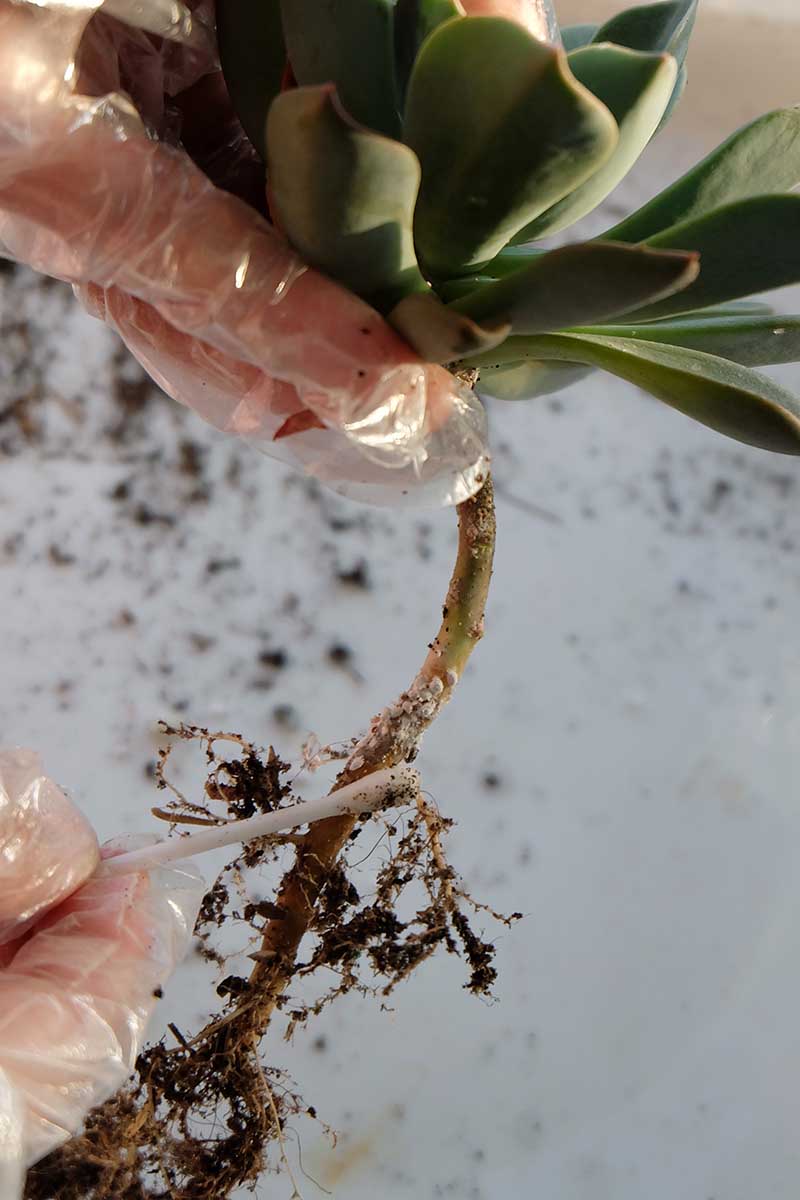 A close up vertical image of a gardener wearing gloves cleaning an infected succulent root with a cotton bud.