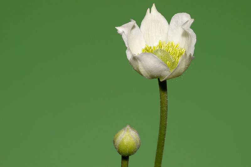 A close up horizontal image of a flower and bud of Anemone cylindrica isolated on a green background.
