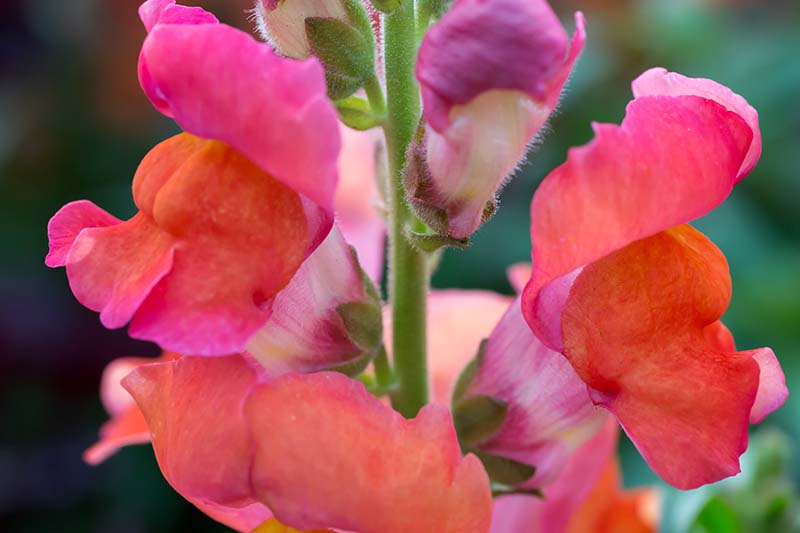 A close up horizontal image of bright pink Antirrhinum majus flowers pictured on a soft focus background.