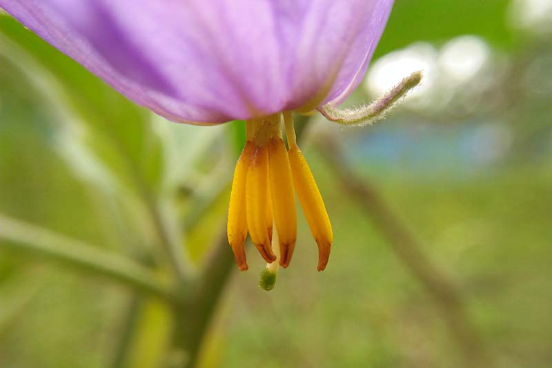 A close up horizontal image of the anthers and pistil of an eggplant flower pictured on a soft focus background.