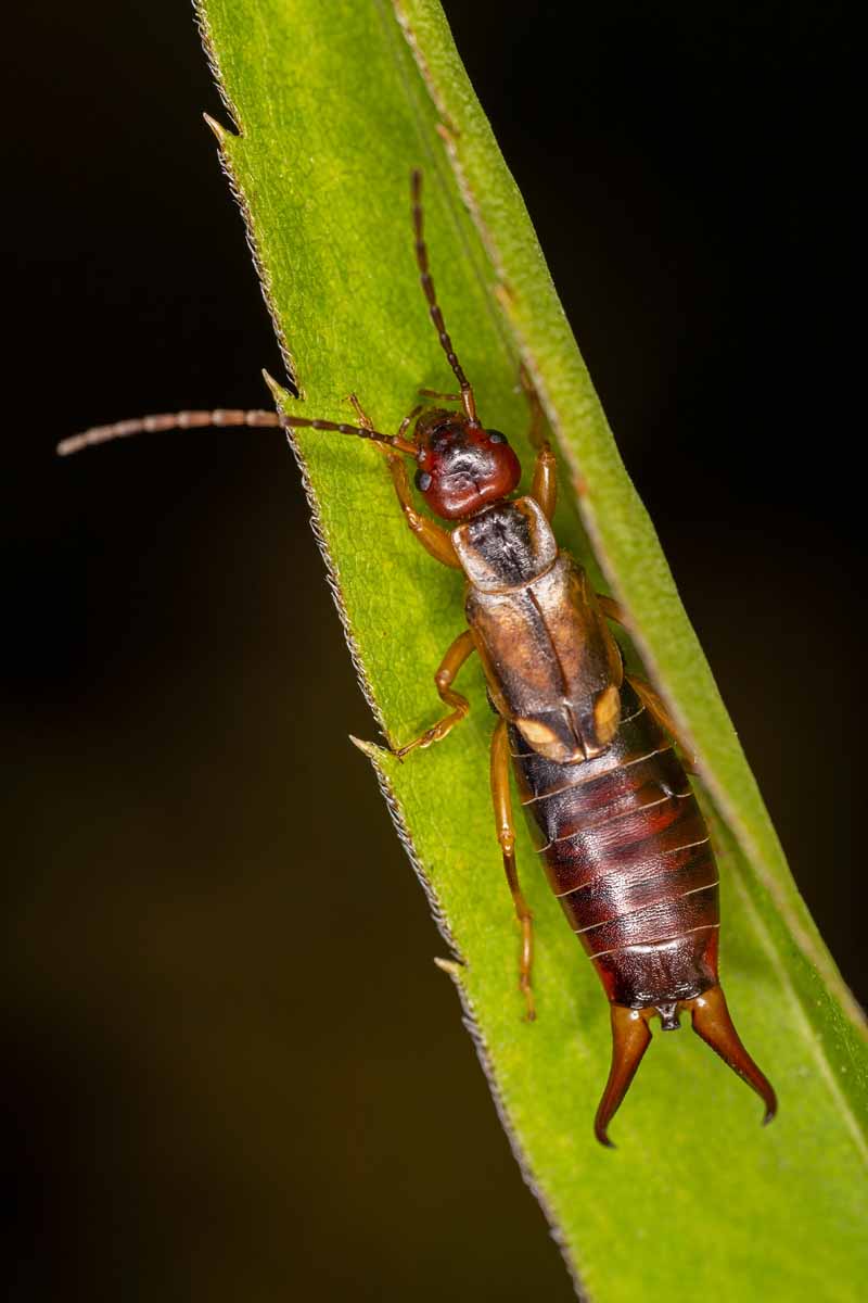 A close up vertical image of an earwig (Forficula auricularia) having a rest on a leaf pictured on a dark background.