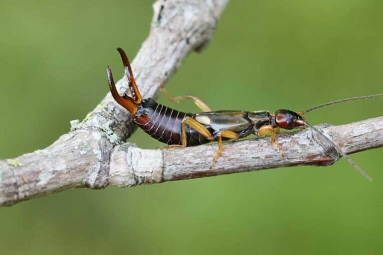 How to Identify and Control Earwigs | Gardener’s Path