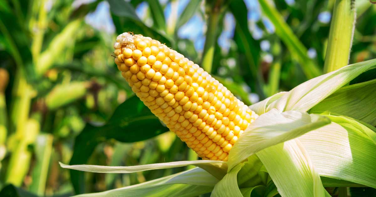 Corn Growing Guides, Tips, and Information | Gardener's Path
